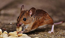 24 Hour & Emergency Exterminators in Laguna Niguel, CA
